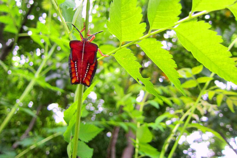 Red Shield Bug on Leaf