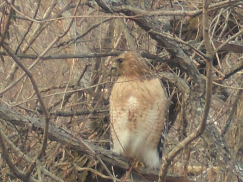 Red-shouldered Hawk — Brown, Natural, Autumn