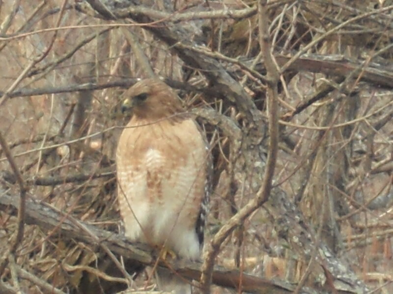 Red-shouldered Hawk — Brown, Natural