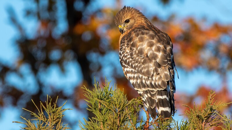 Red-shouldered Hawk — Brown
