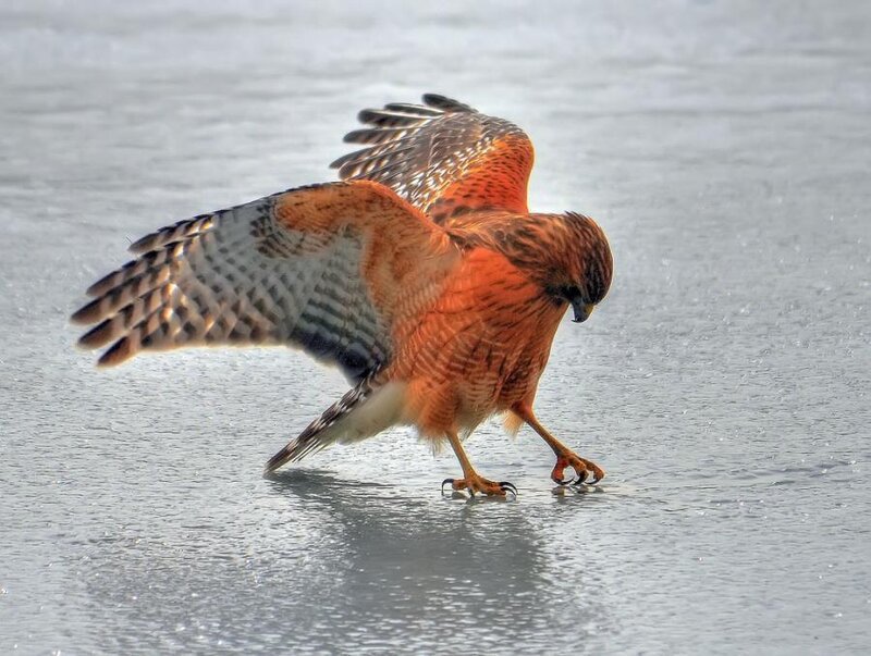 Red-shouldered Hawk — Orange
