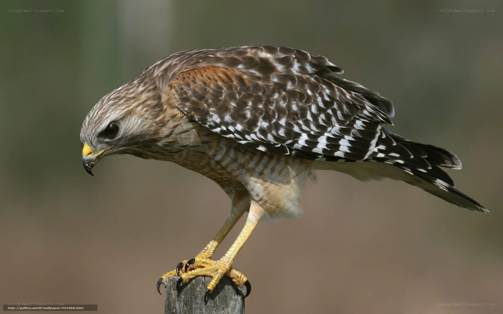 Red-shouldered Hawk perched