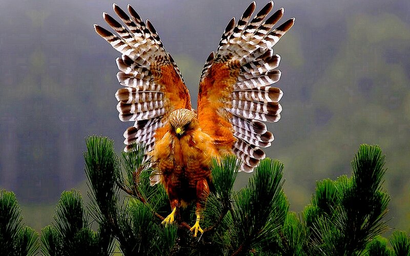 Red-shouldered Hawk