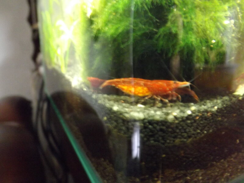 Red Shrimp in Aquarium