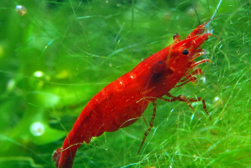 Red Shrimp in Green Plants