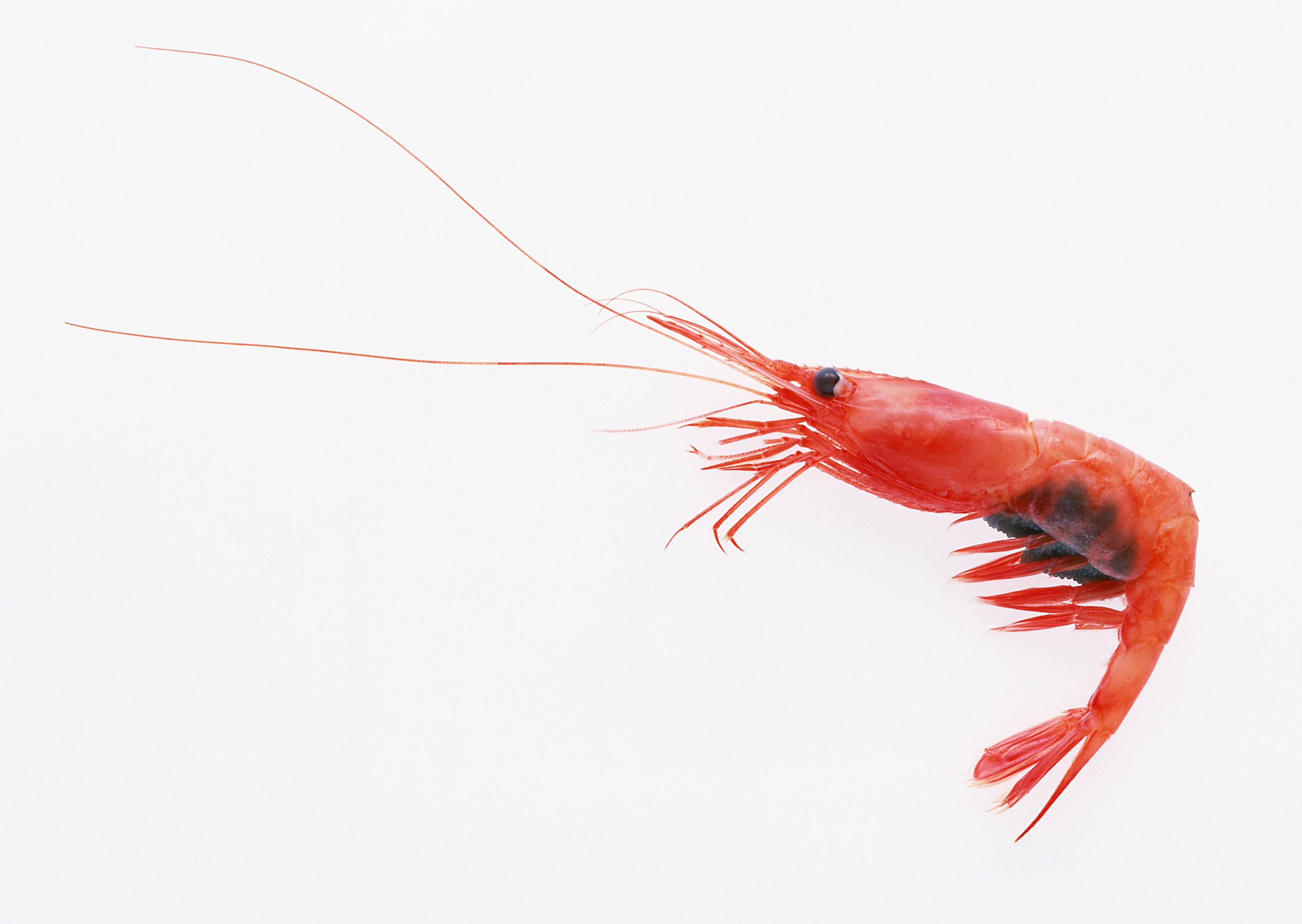Red shrimp on white background