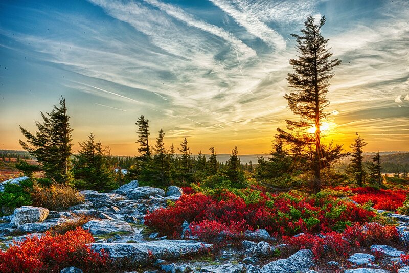 Red Shrubs and Pine Trees