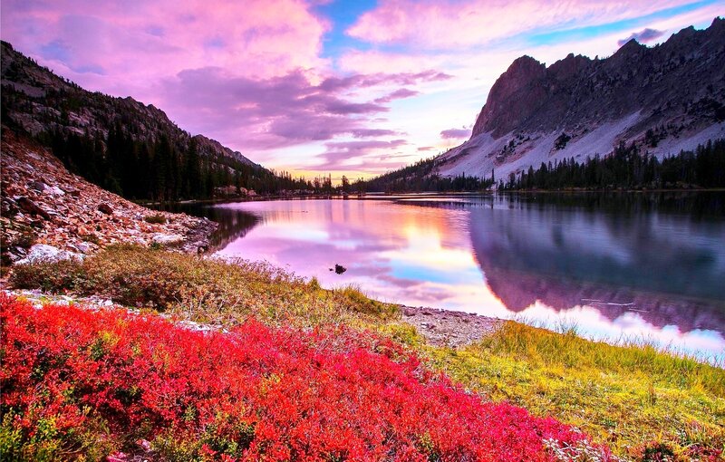 Red Shrubs by Lake — Serene