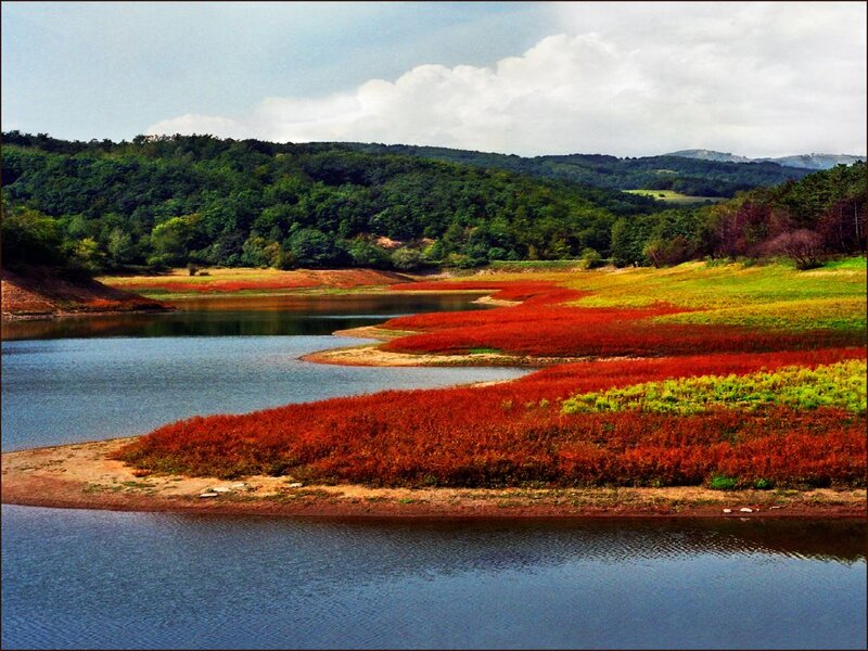 Red Shrubs by Lake