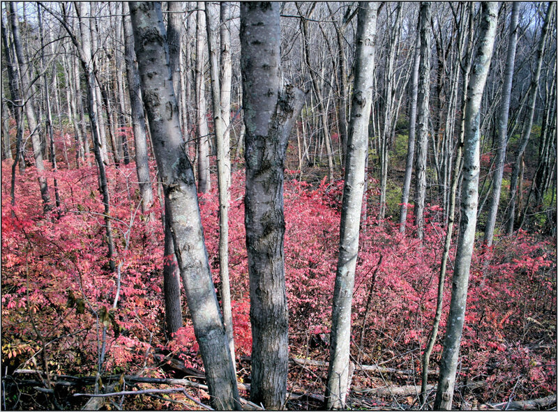 Red shrubs in a forest