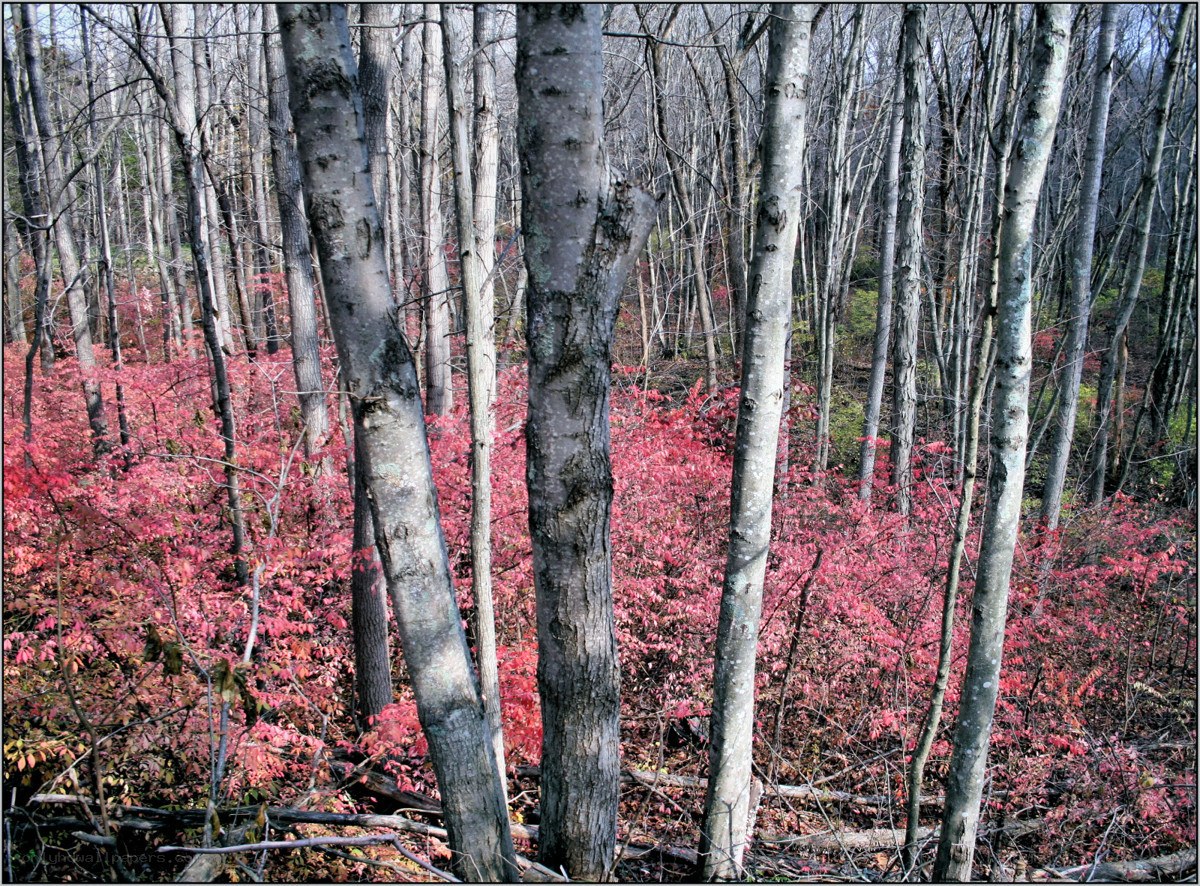 Red shrubs in a forest