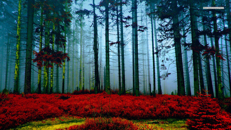 Red Shrubs in Forest — Misty
