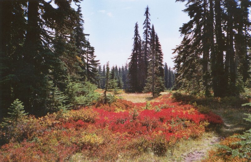Red Shrubs in Forest — Serene, Autumn