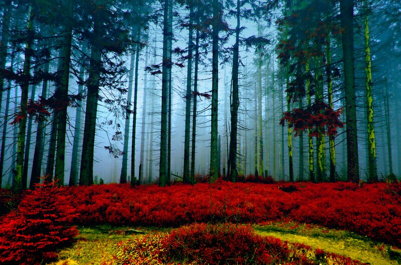 Red Shrubs in Forest