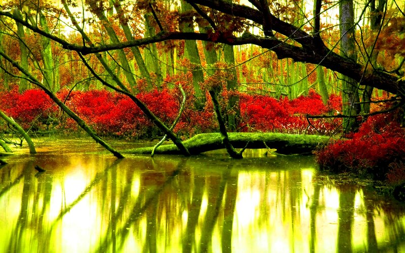 Red Shrubs in Swamp