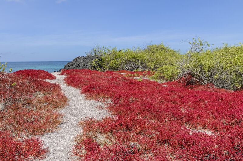 Red Shrubs on Beach