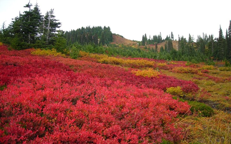 Red Shrubs on Hillside — Serene, Autumn