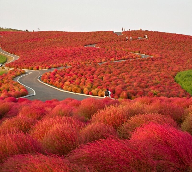 Red Shrubs on Hillside