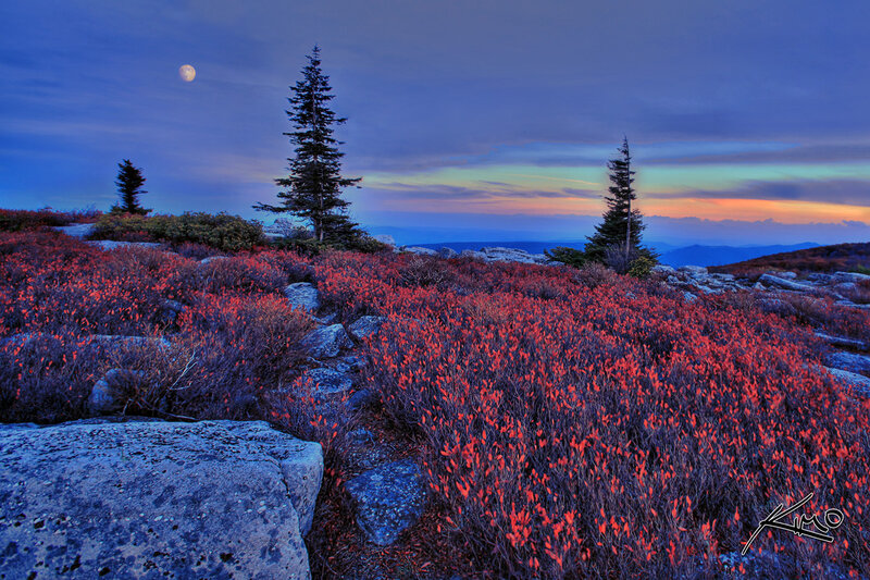 Red Shrubs on Mountain — Blue
