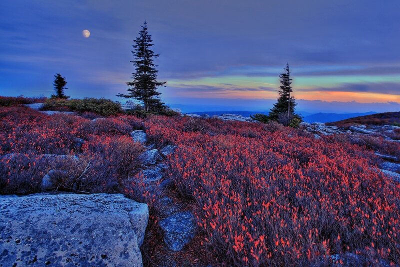 Red Shrubs on Mountain
