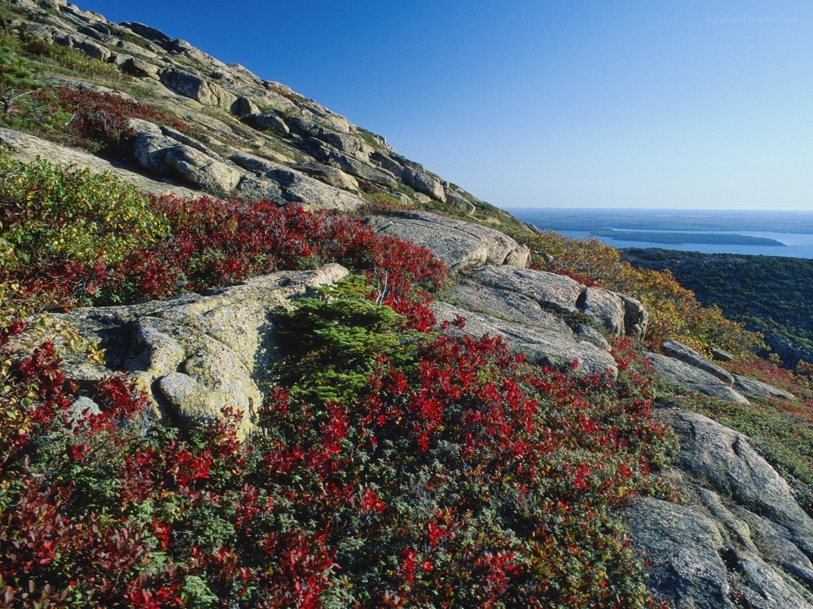 Red shrubs on rocky hillside