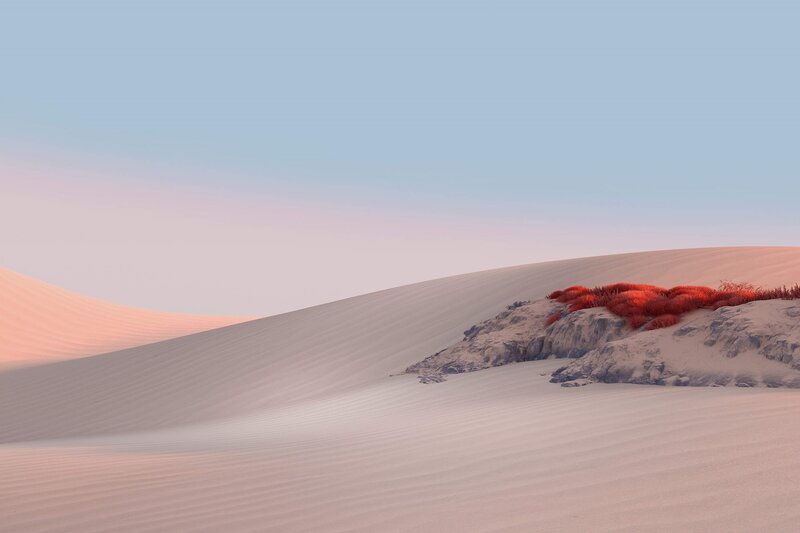 Red Shrubs on Sand Dunes — White
