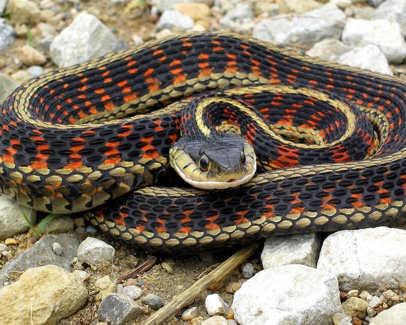 Red-sided Garter Snake — Black