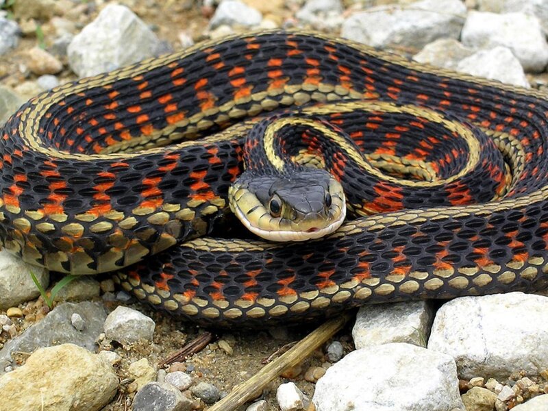 Red-sided Garter Snake