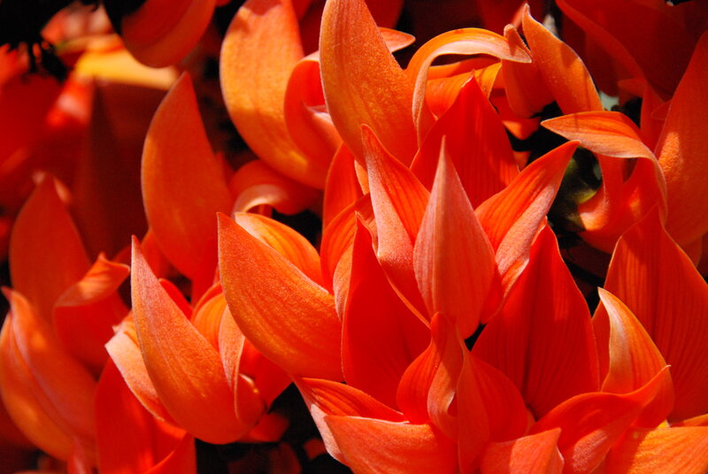 Red Silk Cotton Flowers