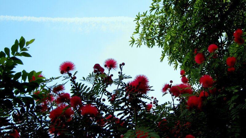 Red Silk Tree Flowers — Serene