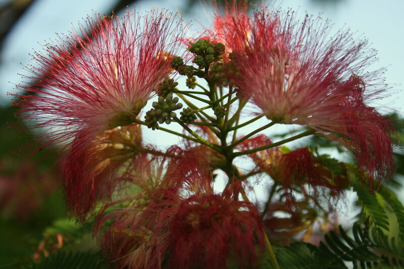Red Silk Tree Flowers