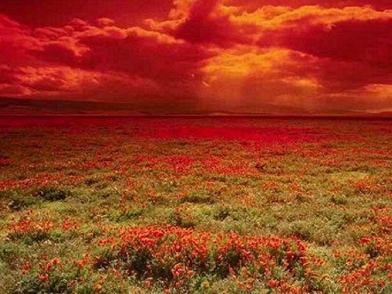 Red sky over flower field