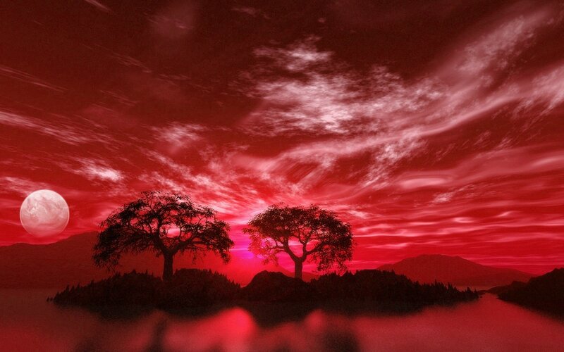 Red sky over silhouetted trees