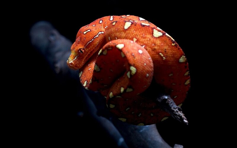 Red snake coiled on branch