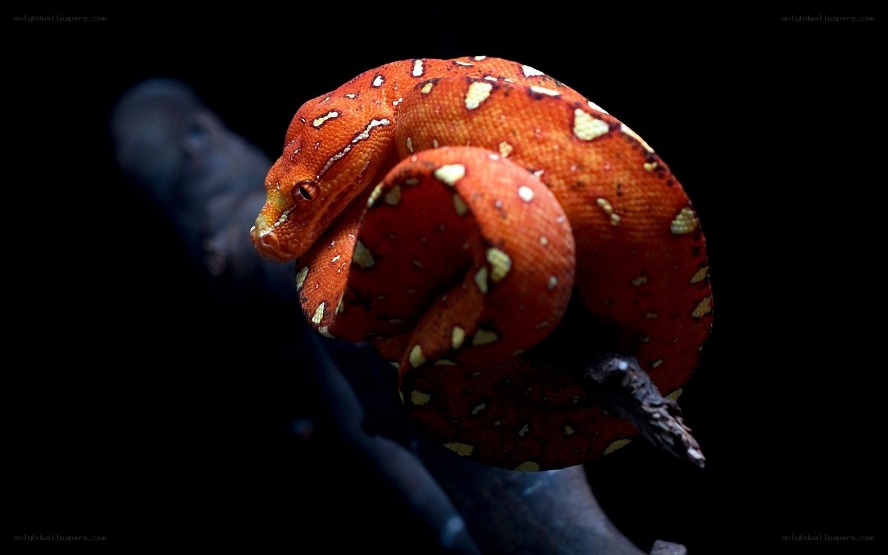 Red snake coiled on branch