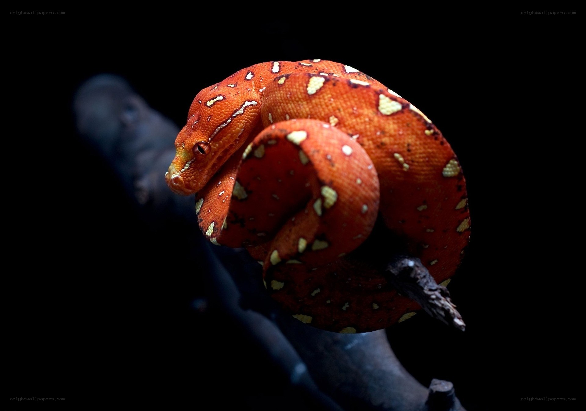 Red snake coiled on branch
