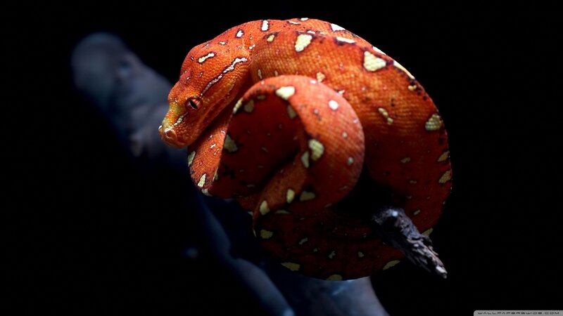 Red Snake Coiled on Branch — Dramatic