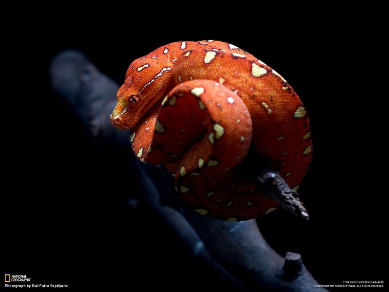 Red snake coiled on branch