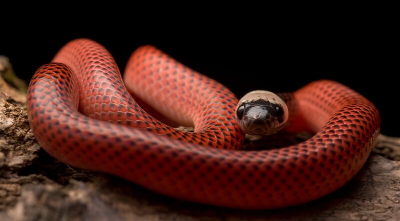 Red Snake Coiled