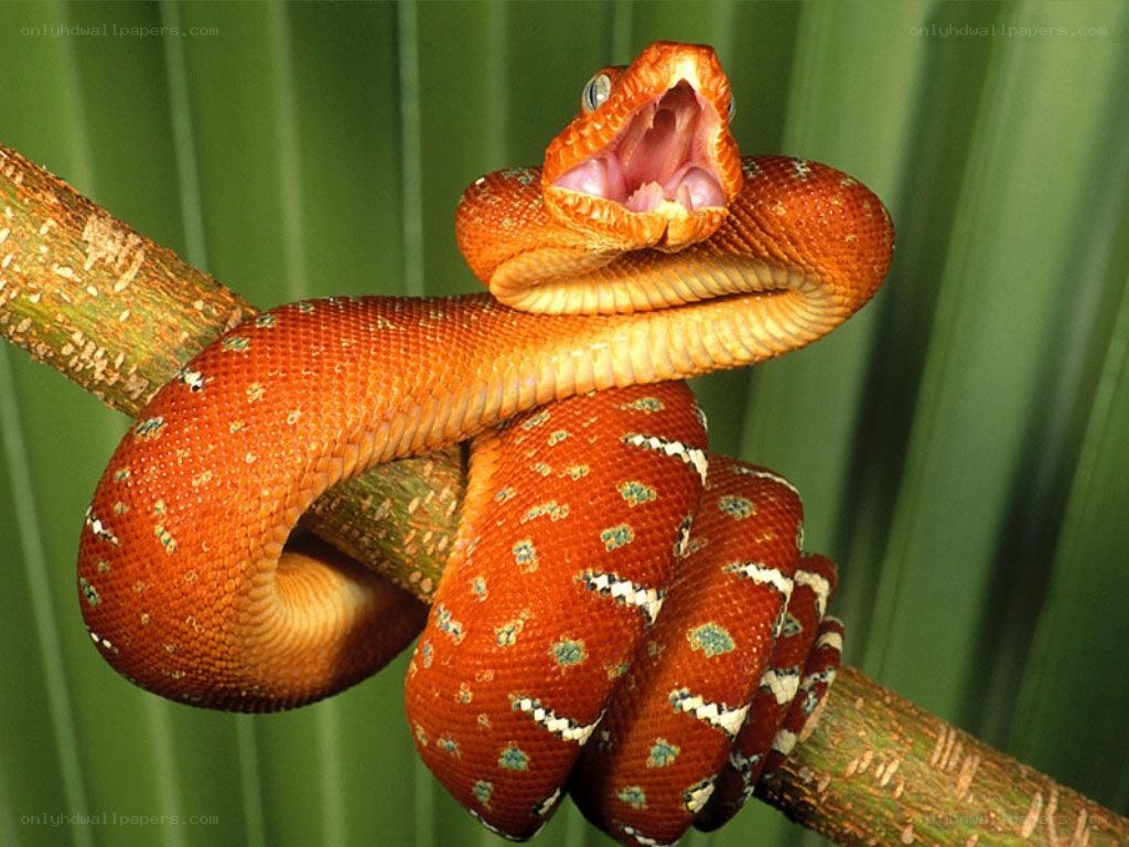 Red snake on a branch