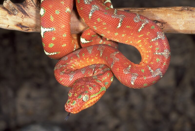 Red snake on a branch