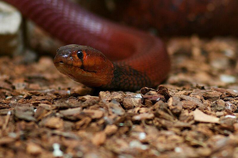 red snake on wood chips