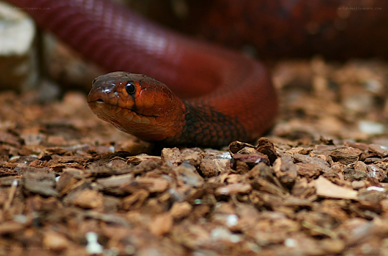 red snake on wood chips