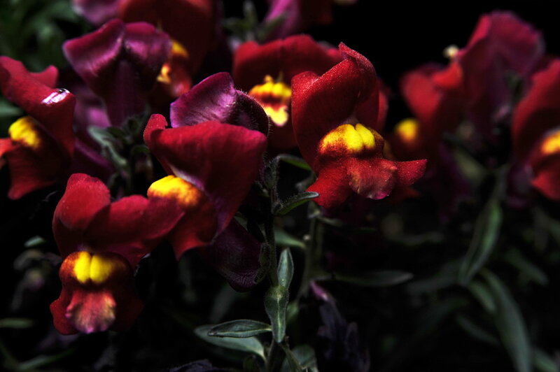 Red snapdragon flowers
