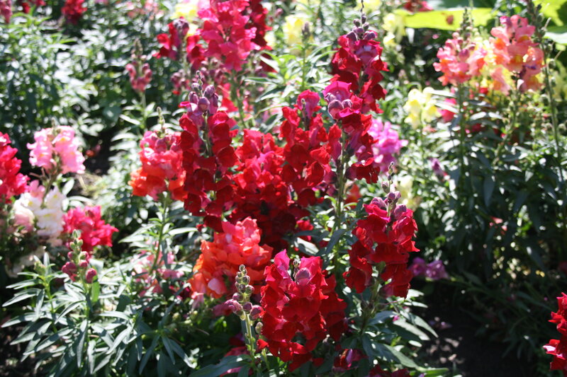 Red Snapdragon Flowers — Bright