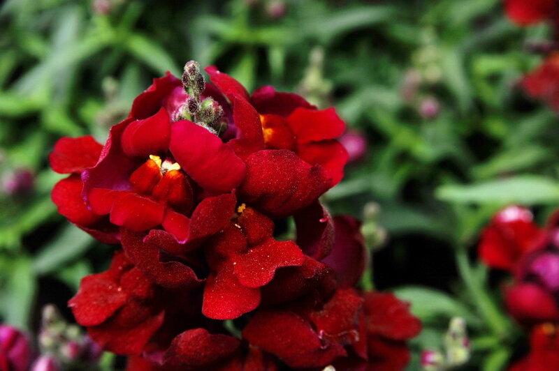 Red snapdragon flowers