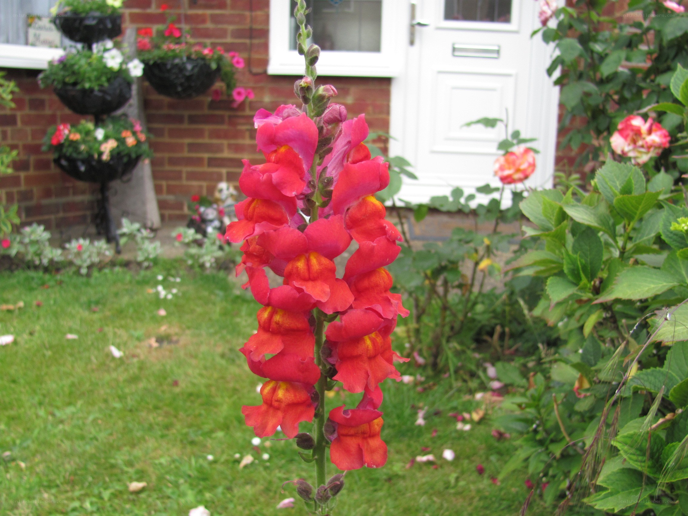 Red snapdragon in garden