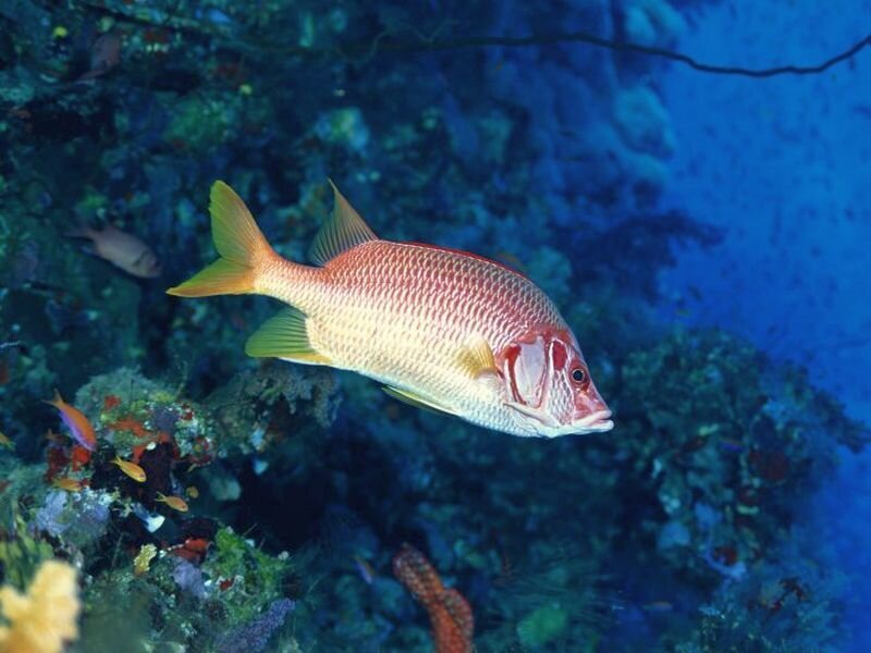 Red Snapper Fish — Blue