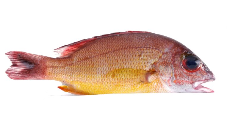Red snapper fish
