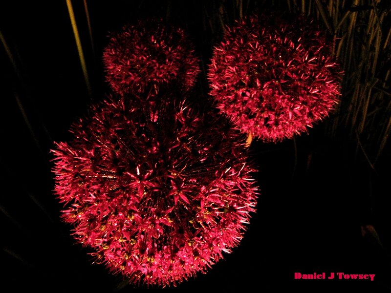 Red spherical flowers at night